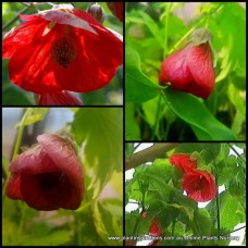 Chinese Lantern Red Emperor x 1 Flowering Maple Shrubss Abutilon hybridum Burgundy Crimson Flowering Cottage Garden Plants Deciduous flowers